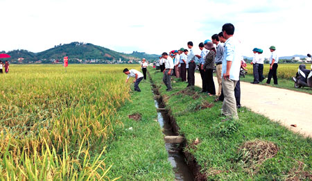 Các đại biểu tham quan mô hình khảo nghiệm giống lúa Hương Bình tại thôn Đầm Vông, xã Âu Lâu.